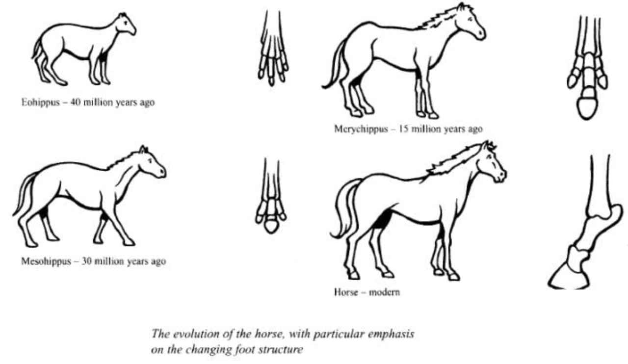 Horse Diagram