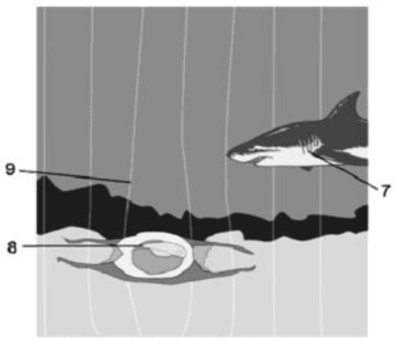 Diagram showing shark and ray embryo interaction